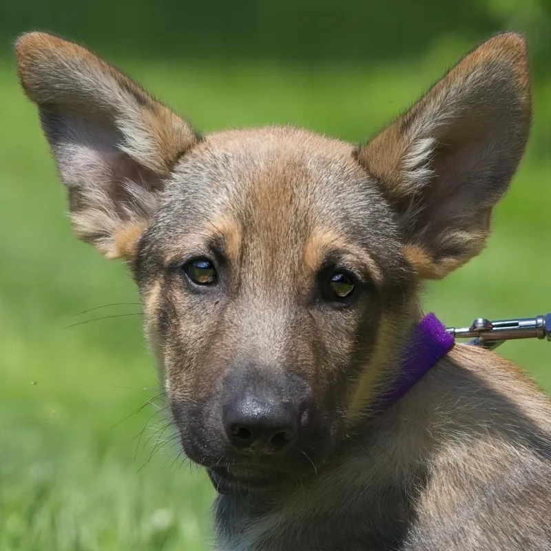 A baby large-sized male Yellow / Tan / Blond / Fawn Shepherd dog named Plum for adoption in South Elgin, IL