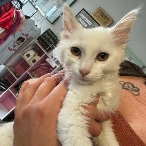 A baby small-sized male White Turkish Angora cat named Swedish Fish for adoption in Shawnee, KS