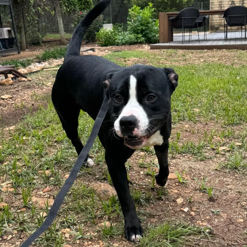 A young medium-sized male Black Pit Bull Terrier dog named Merlot for adoption in Austin, TX
