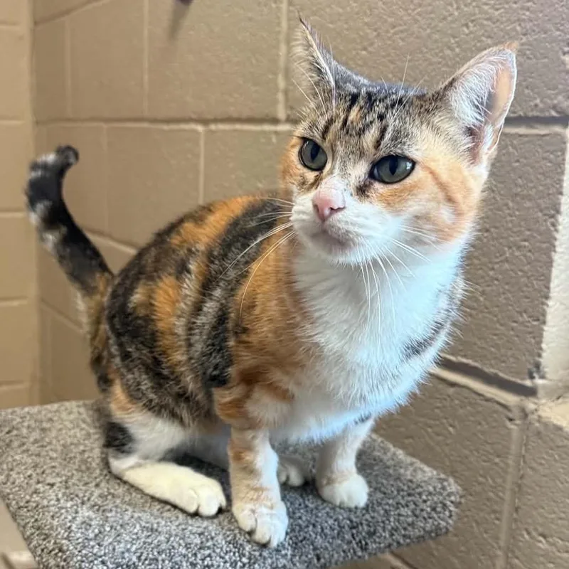 An adult small-sized female Domestic Short Hair cat named Camille for adoption in Caryville, TN