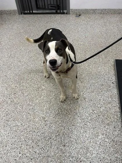 An adult medium-sized male Terrier dog named Huckleberry for adoption in Gastonia, NC