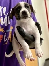 A baby small-sized female Mixed Breed dog named Ziti for adoption in Lawrenceville, GA