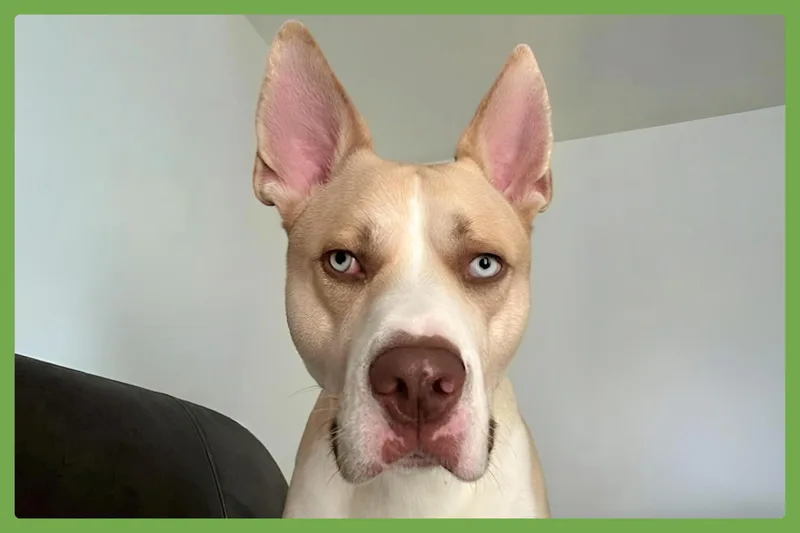 Ozzy thumbnail 3
