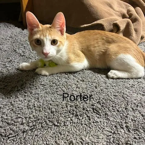 A baby medium-sized male White Domestic Short Hair cat named Porter for adoption in Lakewood, CO