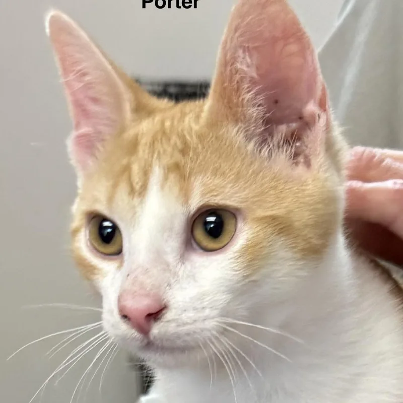 Porter thumbnail 2