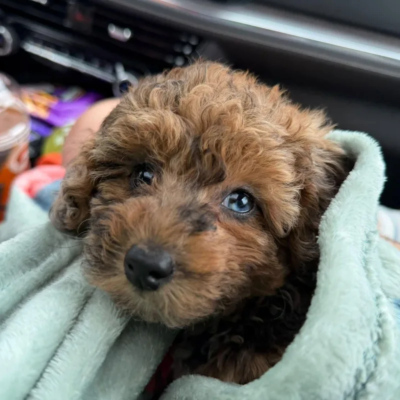 A baby small-sized female Poodle dog named Poppy for adoption in Hartland, WI
