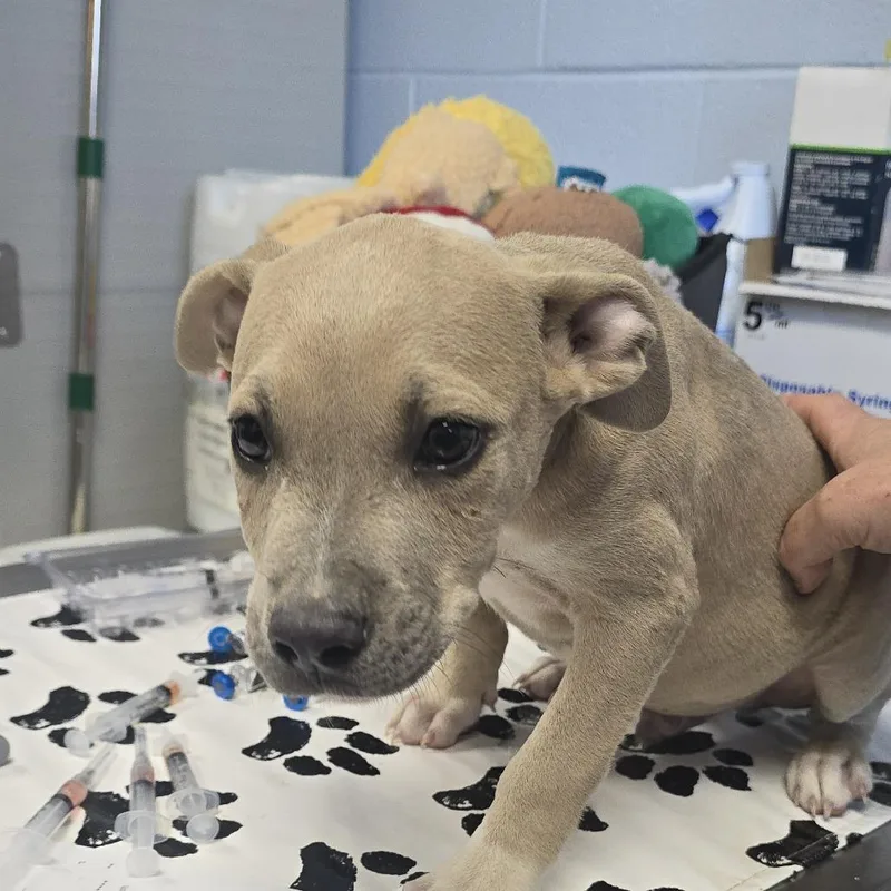 A baby small-sized male Mixed Breed dog named King Fry for adoption in Yanceyville, NC