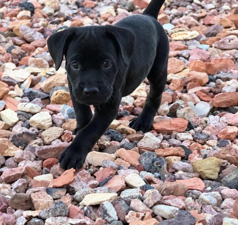A baby medium-sized male Labrador Retriever dog named Banner for adoption in Salt Lake City, UT