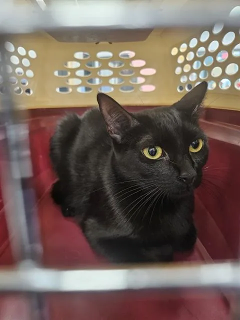 A young medium-sized female Domestic Short Hair cat named Marie for adoption in Palmetto, FL