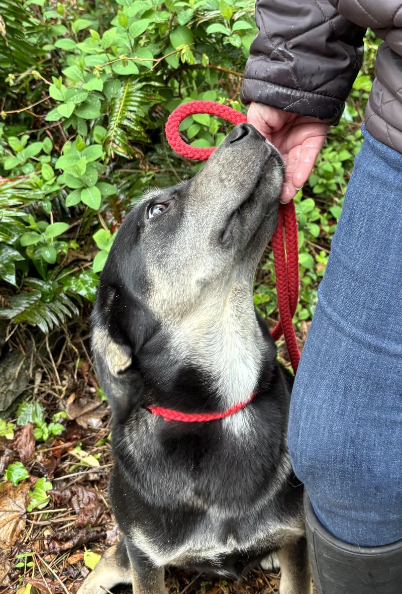 A young medium-sized male German Shepherd Dog dog named Arthur for adoption in Snoqualmie, WA