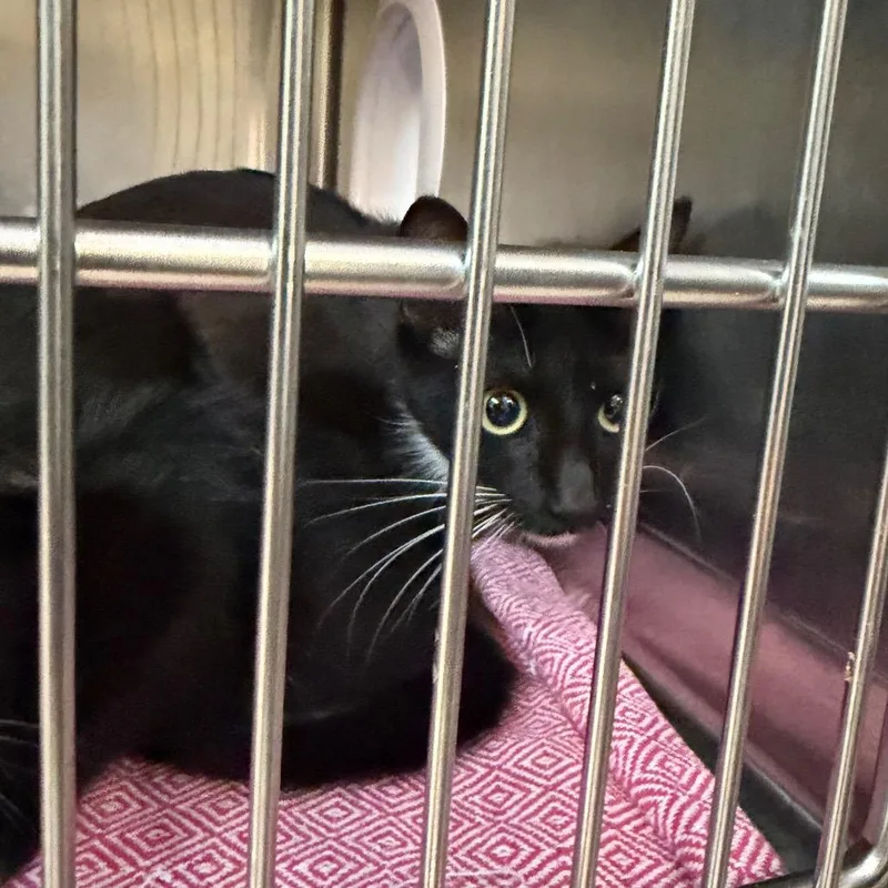 A young small-sized female Black Domestic Short Hair cat named Dahlia for adoption in Newark, NJ