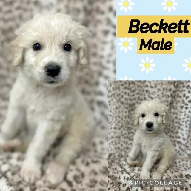 A baby medium-sized male Labradoodle dog named Beckett for adoption in Manchester, CT