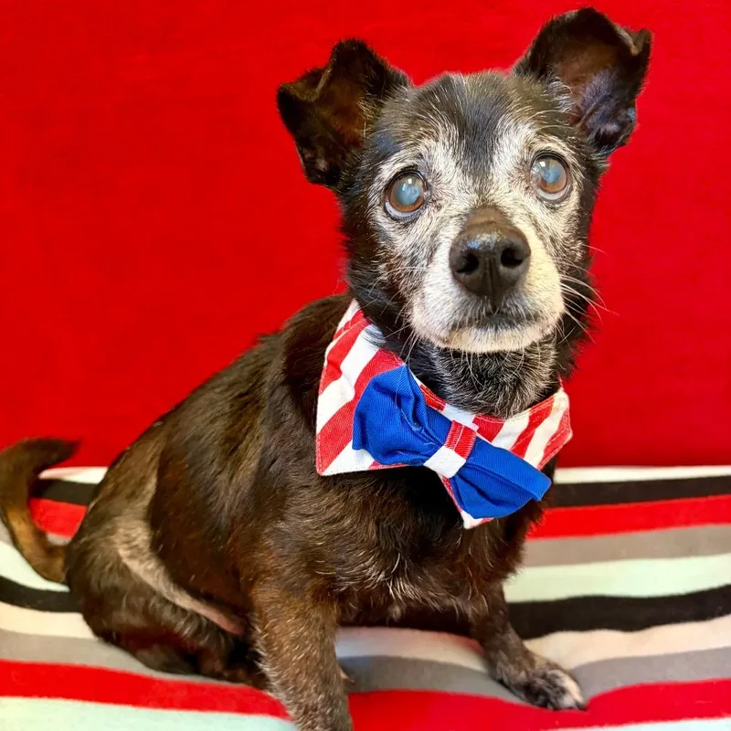 A senior small-sized male Black Terrier dog named Ron for adoption in Pekin, IL