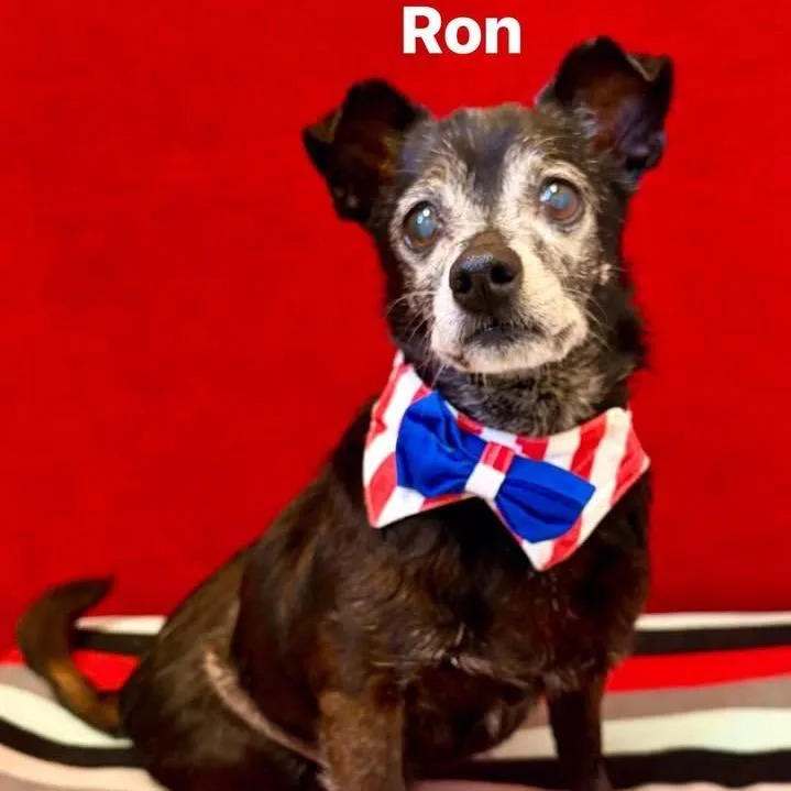 Ron thumbnail 4