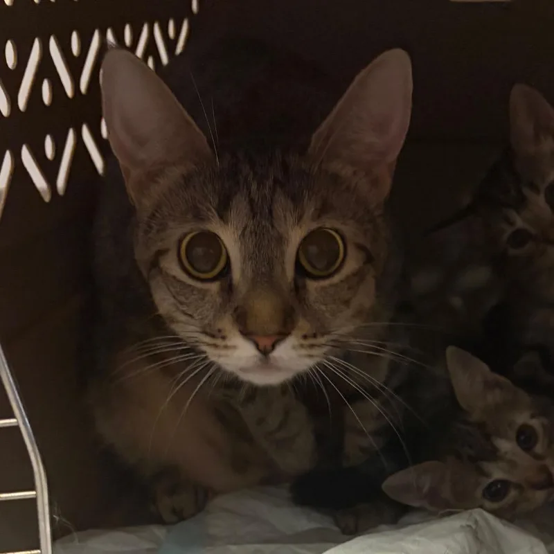 An adult medium-sized female Brown / Chocolate Domestic Short Hair cat named Sylvie for adoption in Scituate, MA