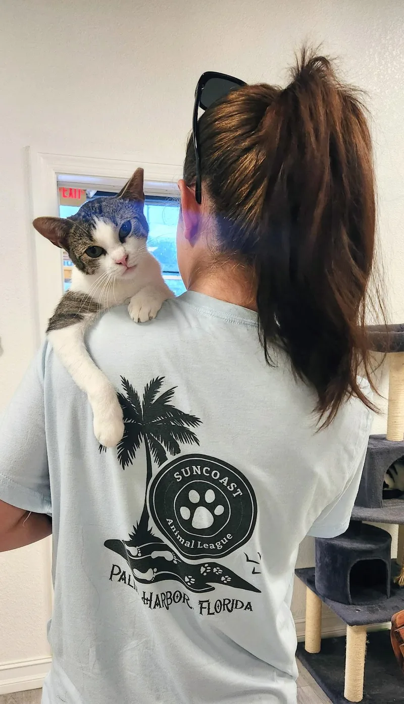 A young medium-sized female Tabby (Brown / Chocolate) Domestic Short Hair cat named Waldorf for adoption in Palm Harbor, FL