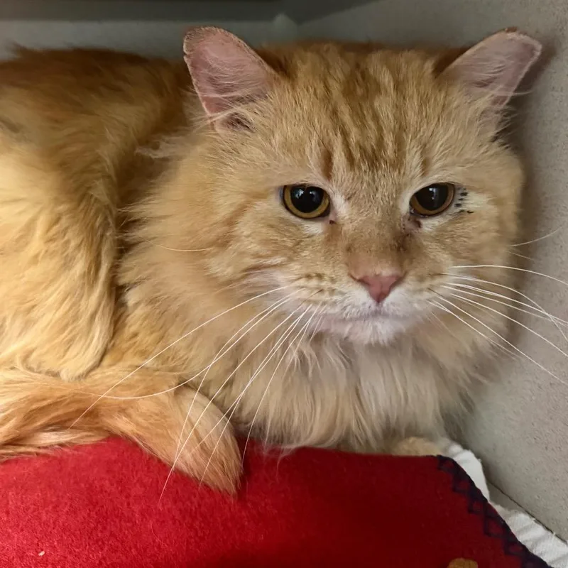 Gold Plate Scraper thumbnail 2