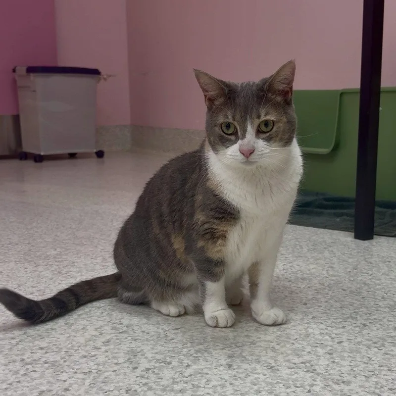 An adult medium-sized female Dilute Calico cat named Leela for adoption in Dublin, OH