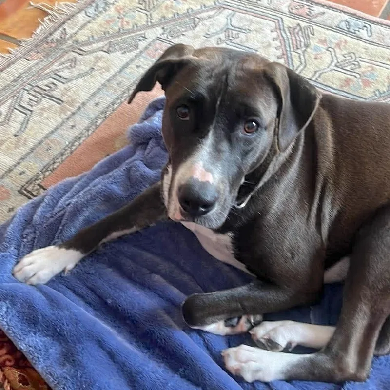 An adult medium-sized female Brown / Chocolate Terrier dog named Moonlight for adoption in Corpus Christi, TX