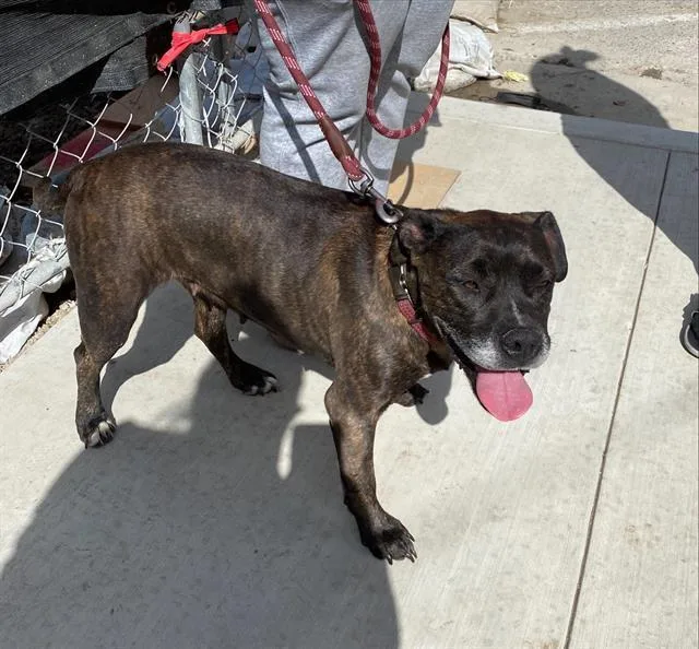An adult medium-sized female Pit Bull Terrier dog named Aris for adoption in Stockton, CA