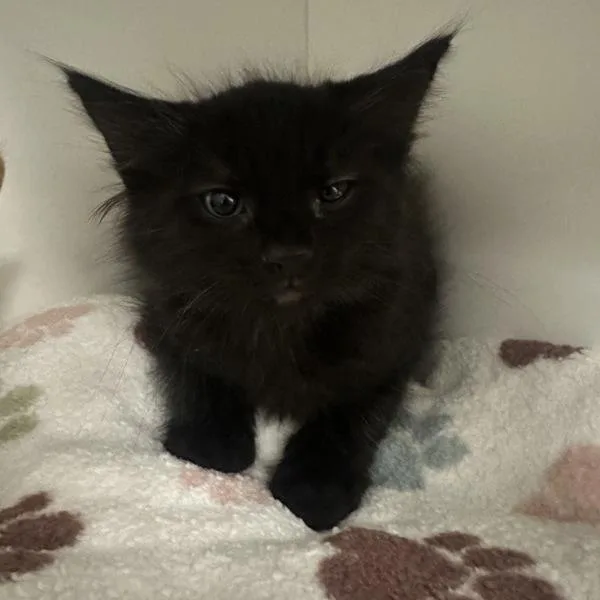 A baby small-sized male Domestic Medium Hair cat named Lee for adoption in Walnut Creek, CA