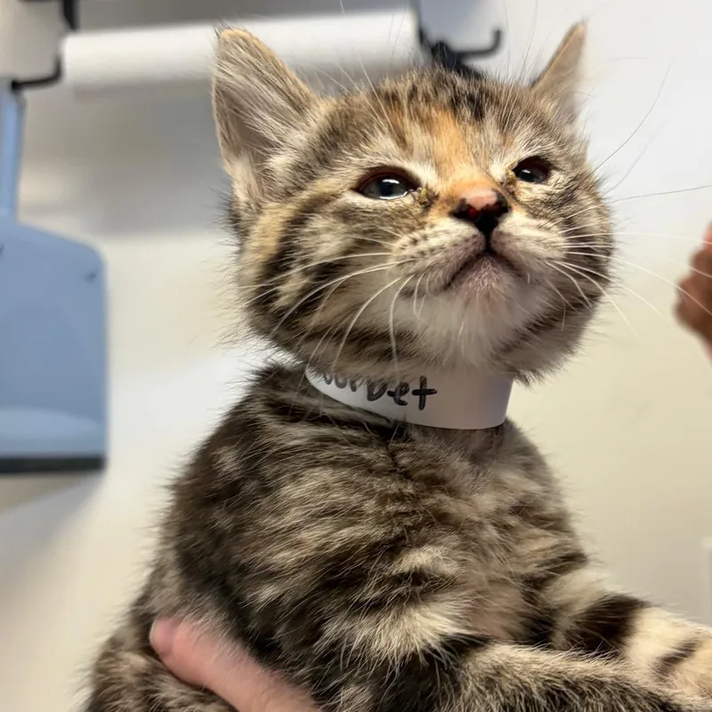 A baby small-sized female Brown / Chocolate Domestic Short Hair cat named Sorbet for adoption in Santa Barbara, CA