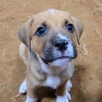 A baby medium-sized male Mixed Breed dog named Fritz for adoption in Cullman, AL