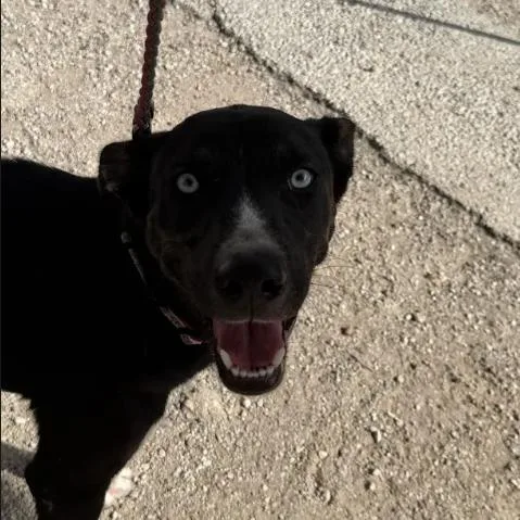A young medium-sized female Mixed Breed dog named Magic for adoption in Austin, TX