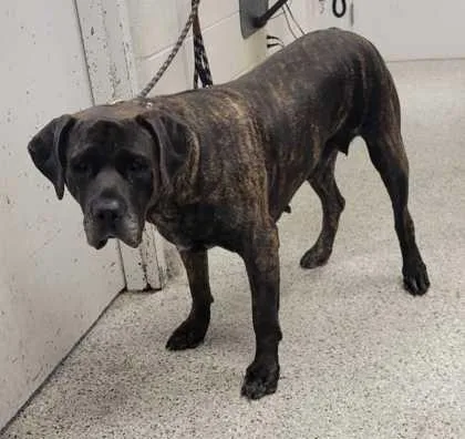 An adult extra large-sized female Black Presa Canario dog named Angel for adoption in Kansas City, MO