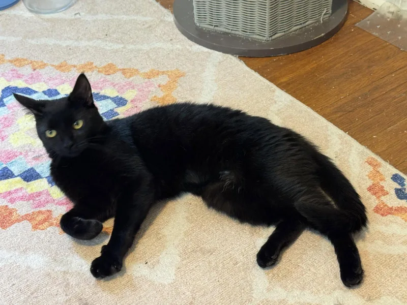 An adult medium-sized female Domestic Short Hair cat named Violet for adoption in Newtown Square, PA
