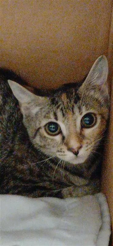 A baby small-sized female Domestic Short Hair cat named Swim Shady for adoption in Largo, FL