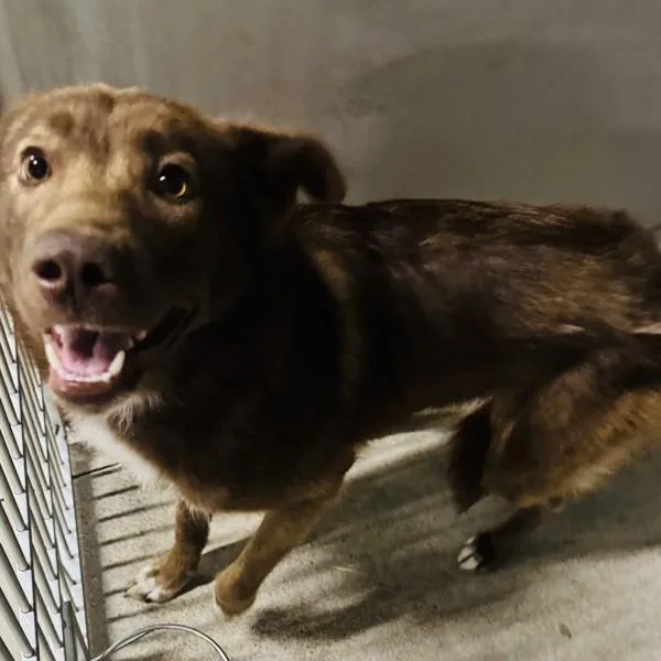 A young medium-sized female Husky dog named Bebe for adoption in Des Moines, IA