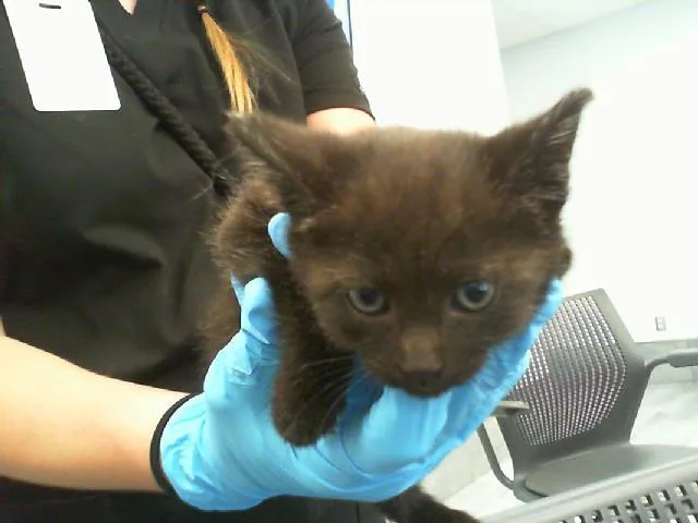 A baby small-sized female Domestic Short Hair cat named A for adoption in Charlotte, NC