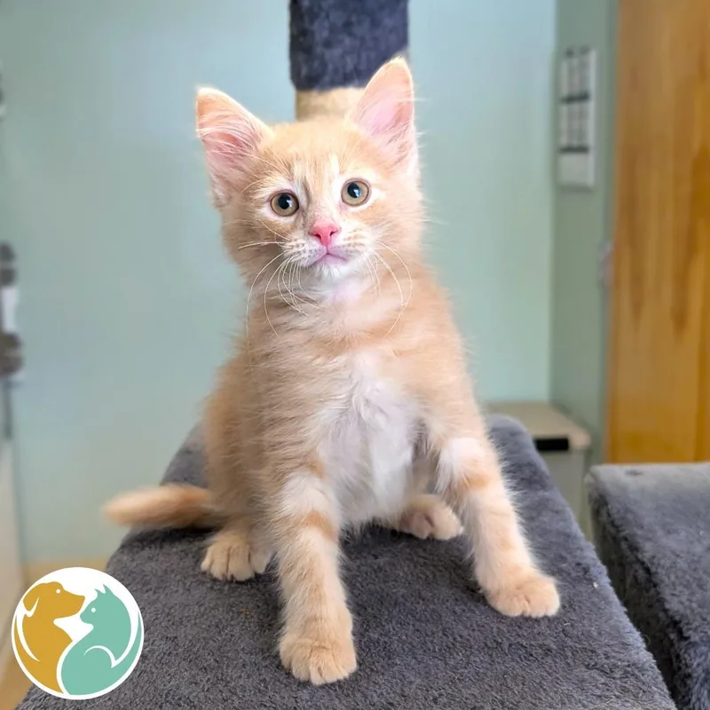 A baby small-sized male Buff / Tan / Fawn Domestic Short Hair cat named Car Alarm for adoption in Toledo, OH