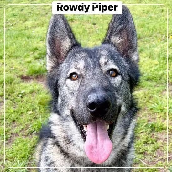 Rowdy Piper