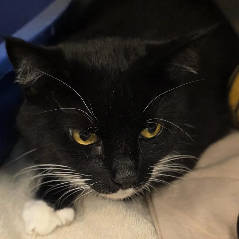 A senior large-sized female Black Domestic Short Hair cat named Dutchess for adoption in Lake Panasoffkee, FL