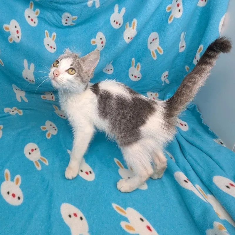 A baby small-sized female Gray / Blue / Silver Domestic Short Hair cat named Ponyo for adoption in Marion, IL