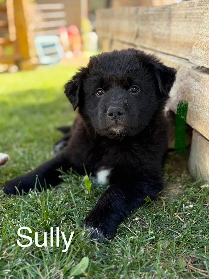 A baby medium-sized male Great Pyrenees dog named Sully for adoption in Winter Park, CO