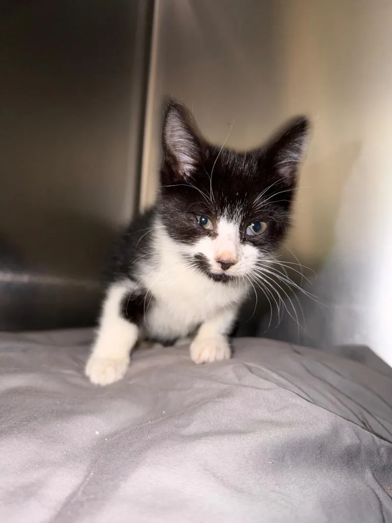 A baby medium-sized female Domestic Short Hair cat named Pancake for adoption in Pomona, NY