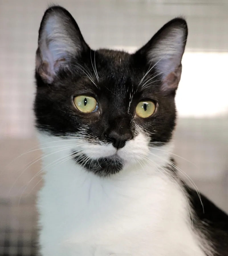 A baby medium-sized female Black & White / Tuxedo Domestic Short Hair cat named Paradise for adoption in Cincinnati, OH