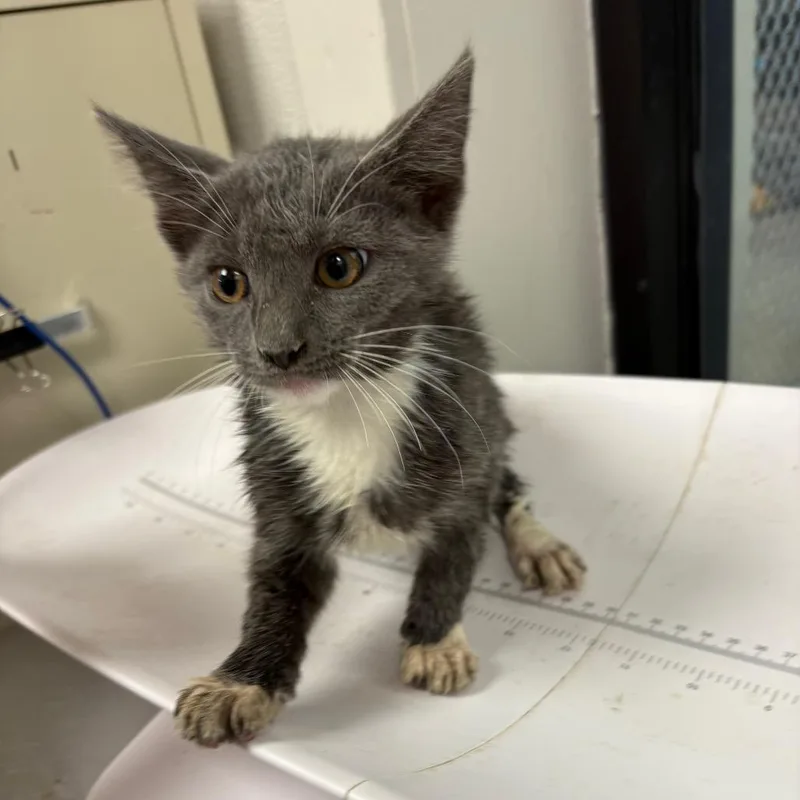 A baby small-sized male Gray / Blue / Silver Domestic Short Hair cat named War Eagle for adoption in Columbiana, AL