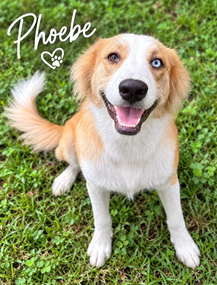Phoebe thumbnail 2