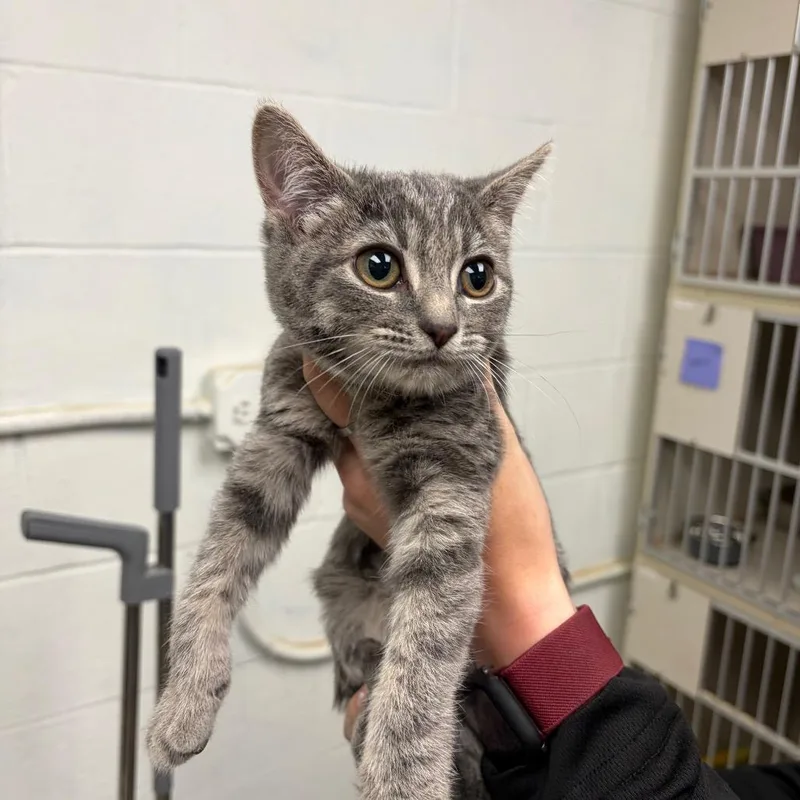 A baby small-sized female Gray / Blue / Silver Domestic Short Hair cat named Slinky for adoption in Mentor, OH