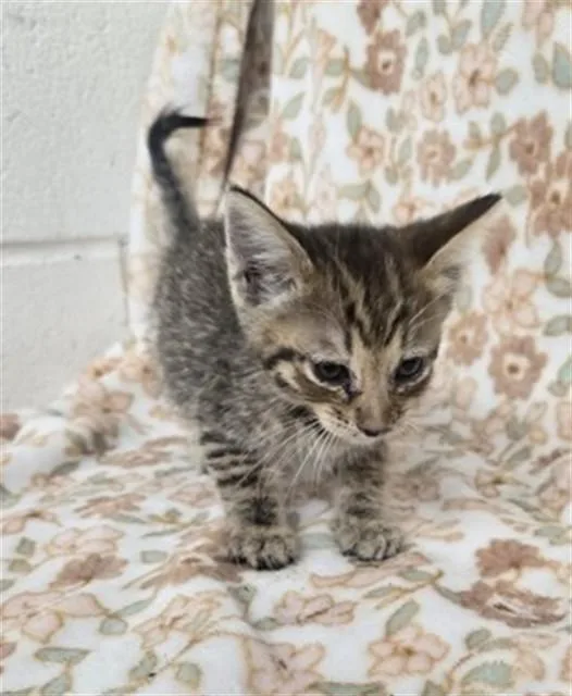 A baby small-sized female Domestic Short Hair cat named Ava for adoption in San Bernardino, CA