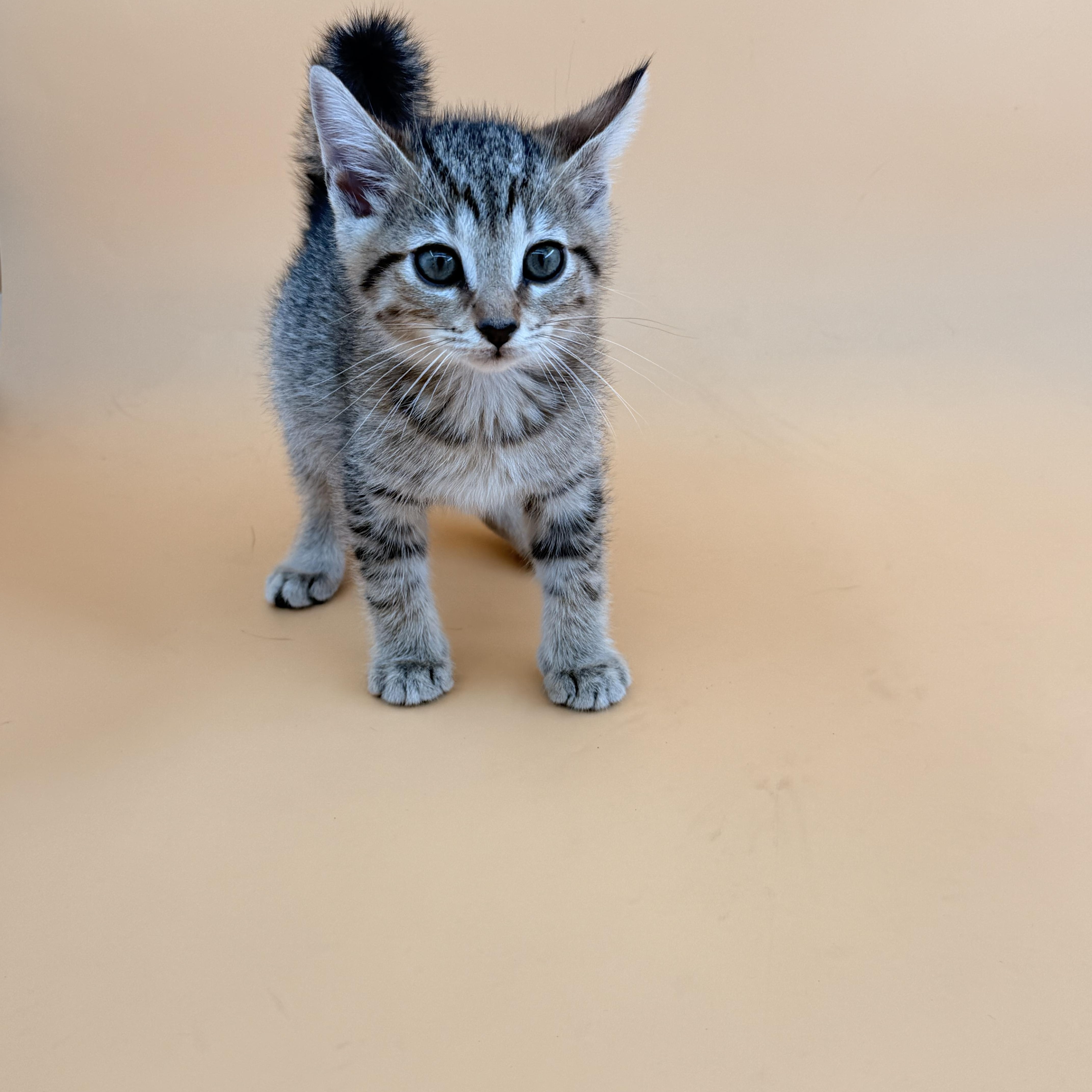 A baby small-sized female Domestic Short Hair cat named Honey for adoption in Dahlonega, GA