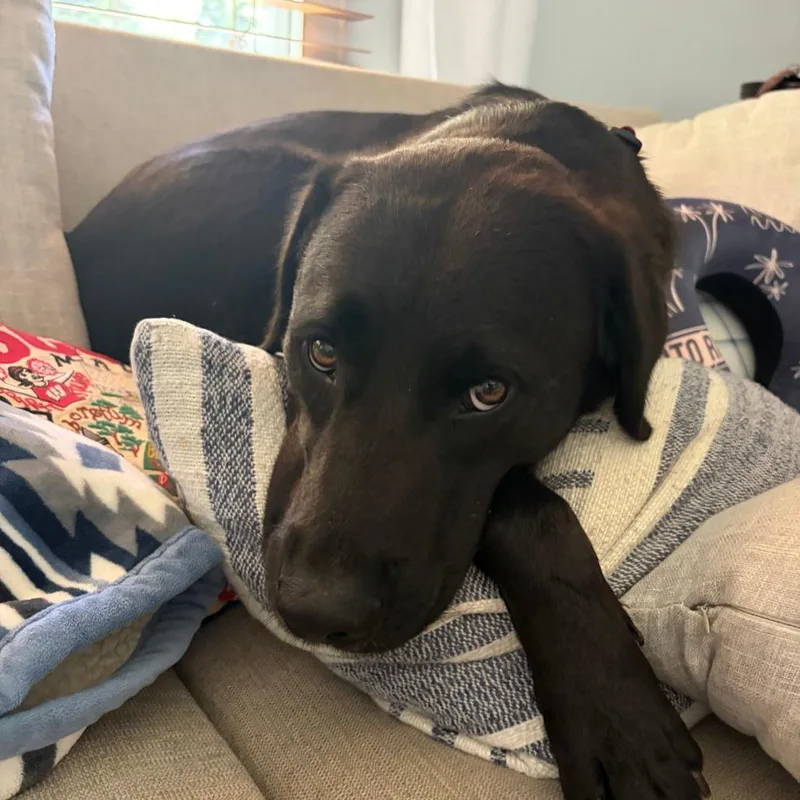 An adult large-sized male Black Mixed Breed dog named Derby for adoption in Raleigh, NC