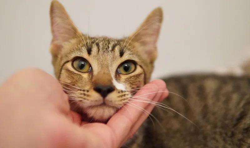 A young medium-sized male Domestic Short Hair cat named Rory for adoption in Wellington, FL