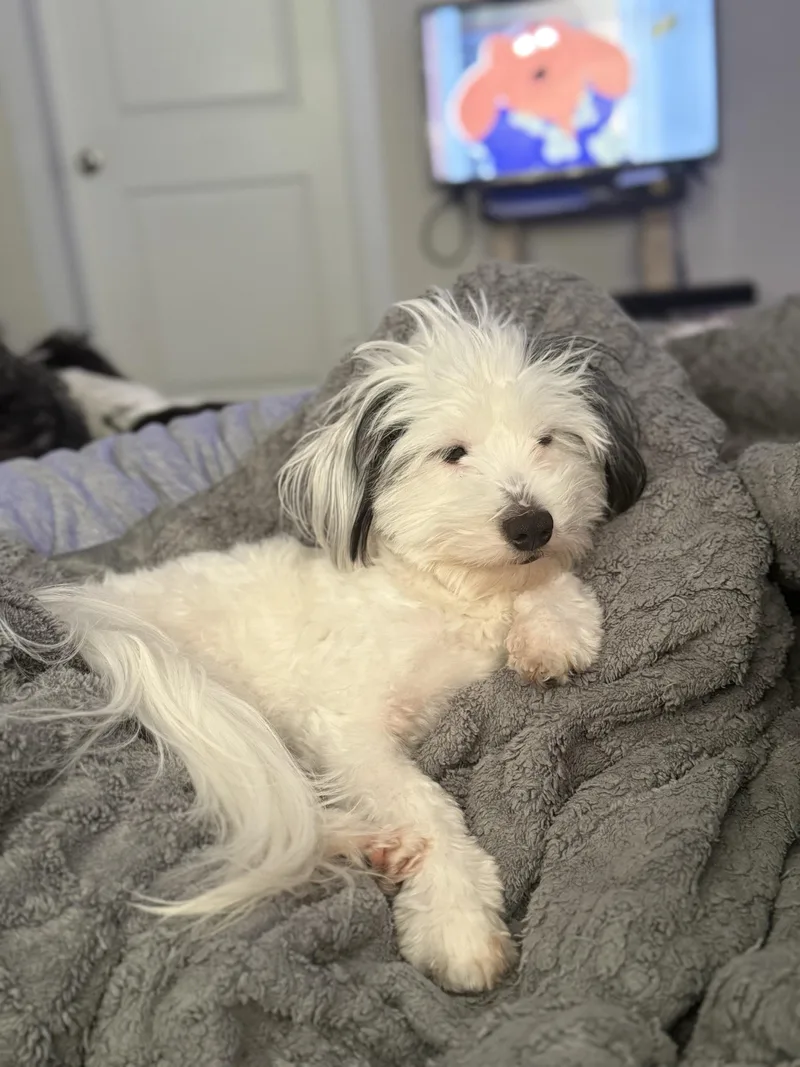 A young small-sized male White / Cream Bichon Frise dog named Bruno for adoption in White Lake, MI