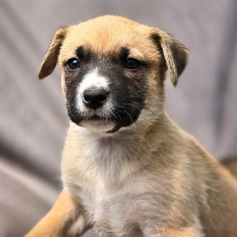 A baby large-sized female Shepherd dog named Chicago Pup  Cubs for adoption in San Diego, CA