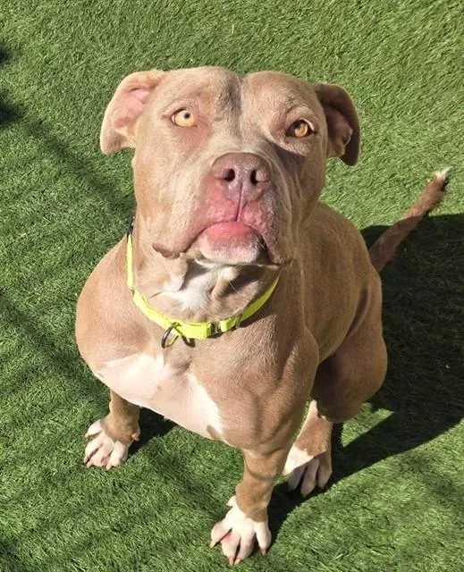 A young large-sized female Pit Bull Terrier dog named Stephanie St Clair for adoption in Sacramento, CA